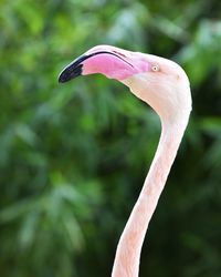 Close-up of a bird