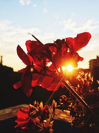 Close-up of pink flowers blooming at sunset