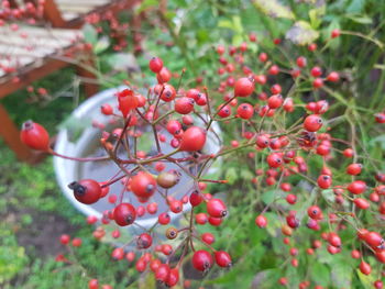 Close-up of red berries growing on tree