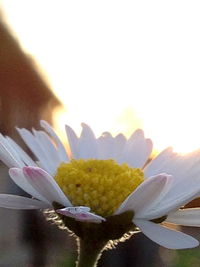 Close-up of yellow flower