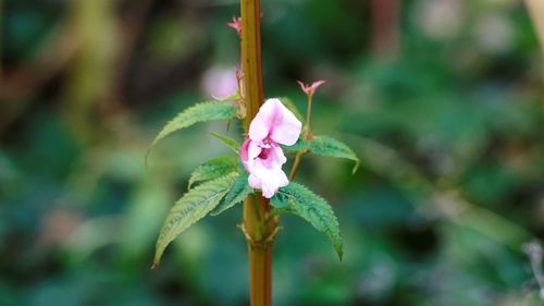 Close-up of insect on pink flower blooming outdoors