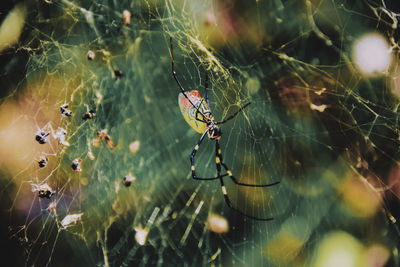 Close-up of spider on web