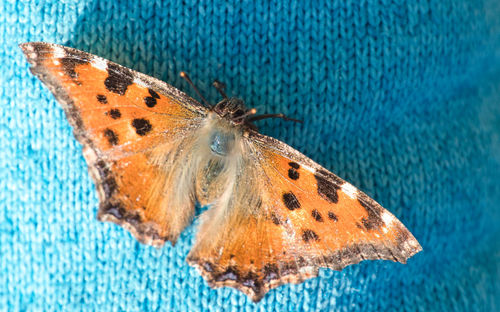 Close-up of butterfly on flower