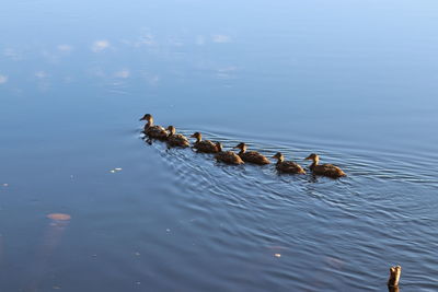 Ducks swimming in lake