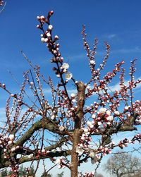 Low angle view of flower tree against clear sky