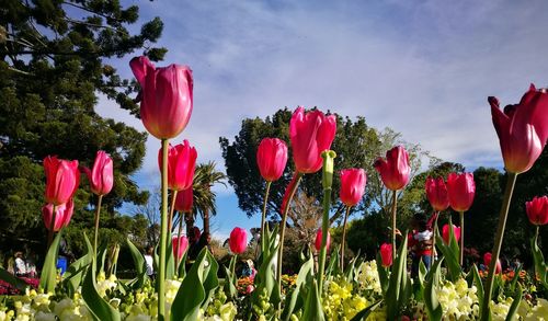Close-up of red tulips blooming on field against sky