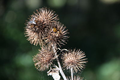 Close-up of wilted thistle