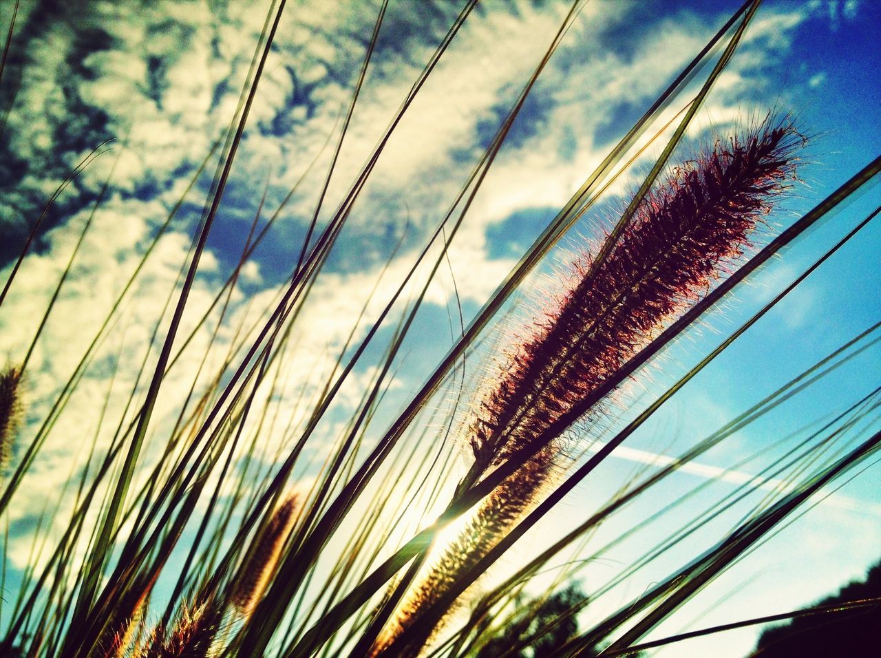 sky, growth, plant, nature, close-up, beauty in nature, cloud - sky, low angle view, tranquility, cloud, focus on foreground, stem, growing, outdoors, grass, day, stalk, scenics, no people, selective focus