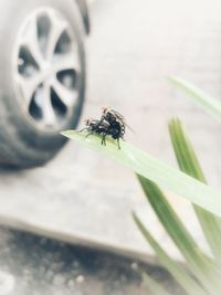 Close-up of insect on leaf