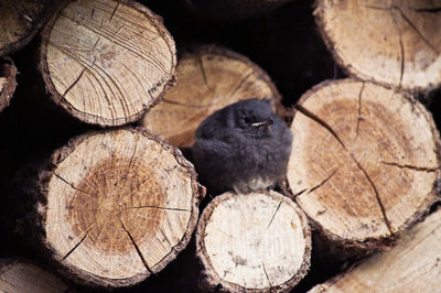 Bird perching on log