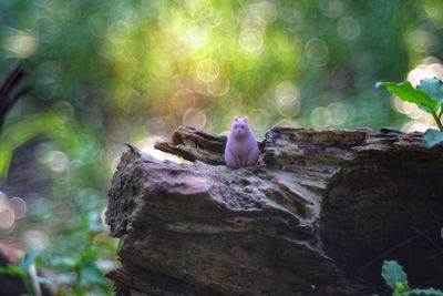 Close-up of bird perching on tree trunk