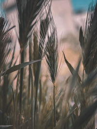 Close-up of wheat growing on field