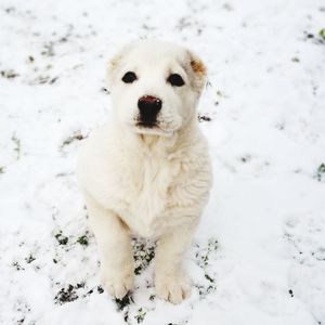 Portrait of white dog sitting on snow field