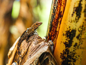 Brown lizard camuflaje on a banana tree trunk from puerto rico tropical forest