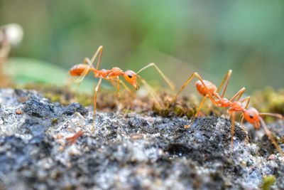 Close-up of ants on ground