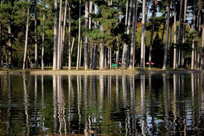 Reflection of trees in lake