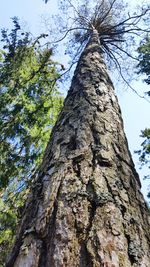 Low angle view of tree trunk
