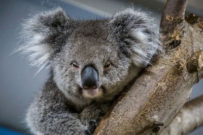 Close-up of an animal