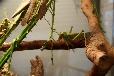 Close-up of snake on plant