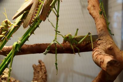 Close-up of grashopper on plant