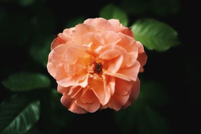 Close-up of insect pollinating flower