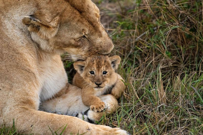 Close-up of lioness cleaning her cub