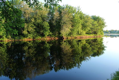 Reflection of trees in water