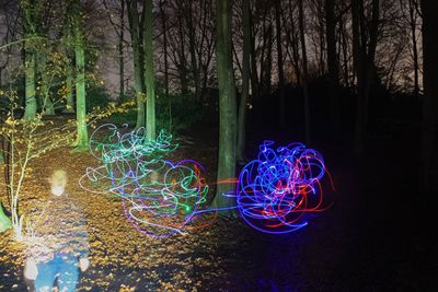 Illuminated trees at night