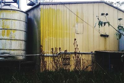 Yellow horse in cage