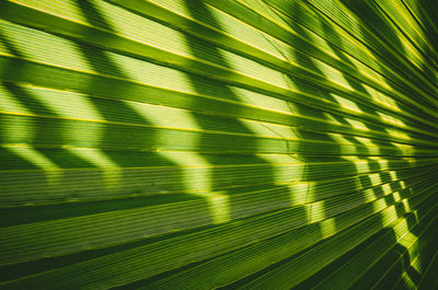 Full frame shot of palm tree leaves