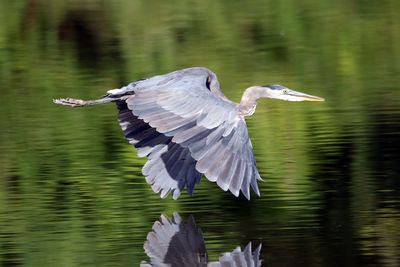 Gray heron flying above lake