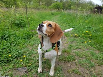 Dog looking away on field