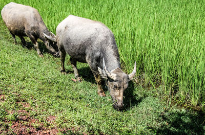 Sheep grazing in field