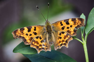 Close-up of butterfly pollinating flower