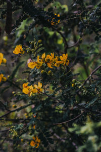 Close-up of yellow flowering plant