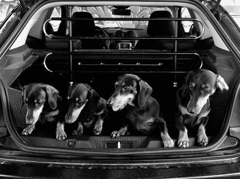 Dog sitting in car