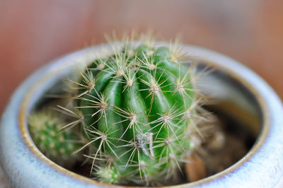 Close-up of succulent plant in pot