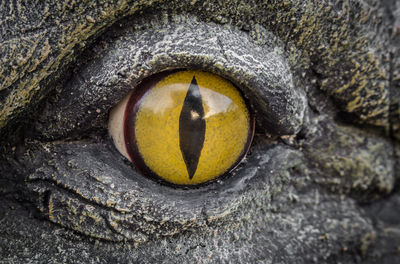 Close-up of a horse eye