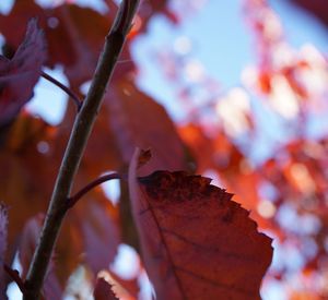 Close-up of dry autumn leaf