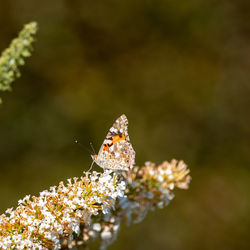 Close-up of butterfly pollinating on flower