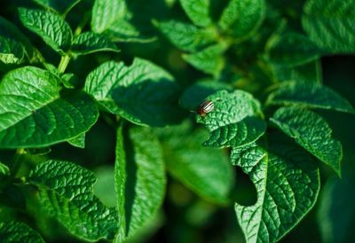 Close-up of green leaf