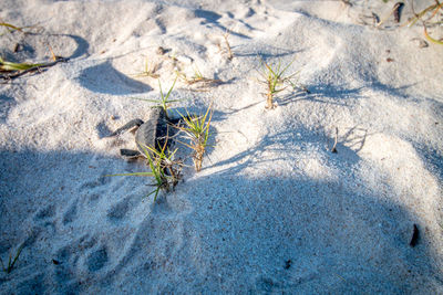 High angle view of small lizard on sand