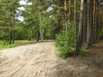 Scenic view of pine trees in forest