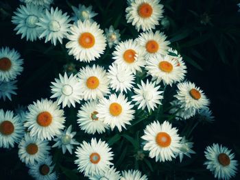 Close-up high angle view of flowers