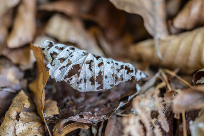 Close-up of dried mushroom growing on field