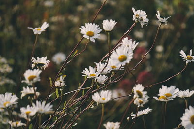 Close-up of white flowers blooming outdoors