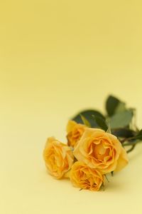 Close-up of yellow roses over white background