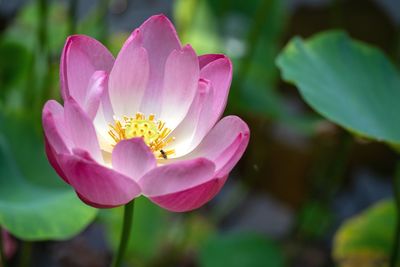 Close-up of pink water lily