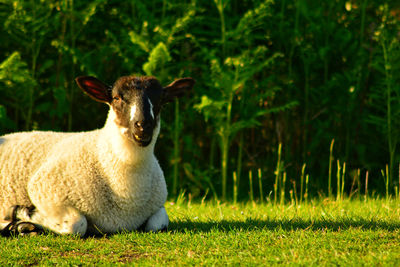 Sheep on grassy field