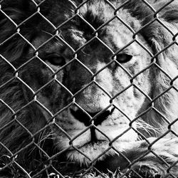 Full frame shot of lizard in cage